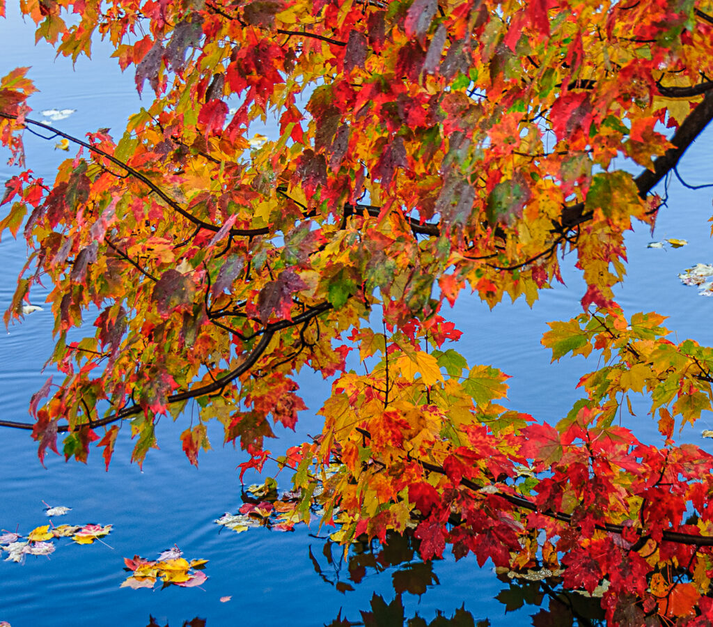 Millpond Fall Leaves CoSo Copley Society of Art