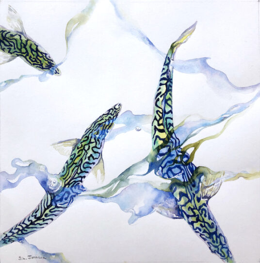 Atlantic Mackerel in Bait Tank, Study 2 CoSo Copley Society of Art